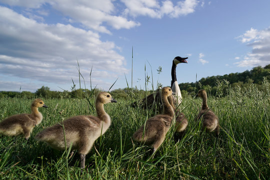 Kanada-G&auml;nse ranta canadensis