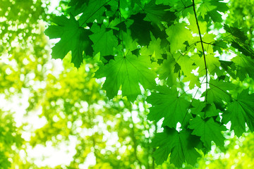 Fototapeta na wymiar Green maple tree leaves closeup, sunlight blurred background, beautiful maple branches wallpaper, lush foliage soft focus, sunny summer day nature, spring forest landscape, morning glowing sun in wood