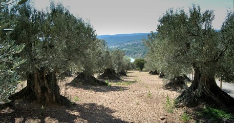 millenary olive trees