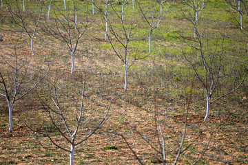 Young fruit trees without leaves in the garden in early spring.