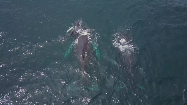 Humpback Whale and Calf Watching off Isla Conadora, Las Perlas Panama Drone Aerial View