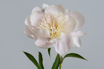 Fototapeta na wymiar Tender pale pink peony flower isolated on gray background.
