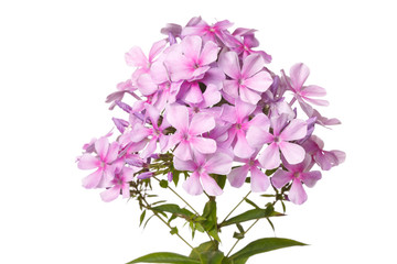 Fototapeta na wymiar Inflorescence of pink phlox Isolated on a white background.
