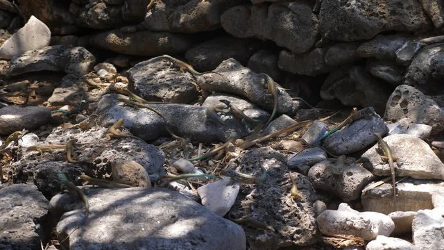 Green tail lizard croup on Bonaire Island in the Caribbean Sea
