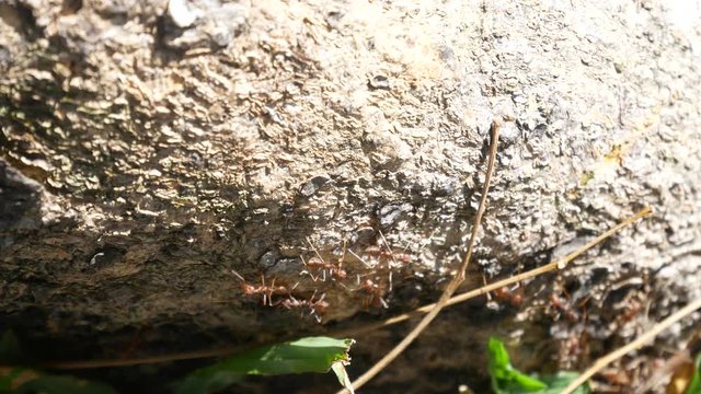 The Weaver ants army is moving toward the nest located on the tree. They are all from the same colony and are actively searching for food during the day.