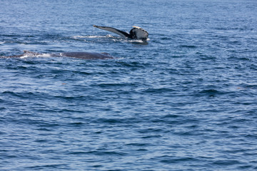 Obraz premium Whale, cape cod