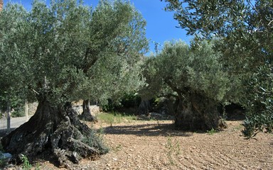 millenary olive trees