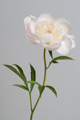 Tender pale pink peony flower isolated on gray background.