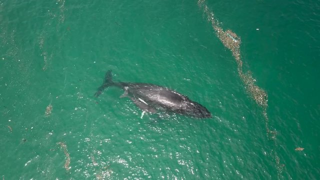 Humpback Whale and Calf Among Floating Ocean Garbage. Isla Conadora, Las Perlas Panama