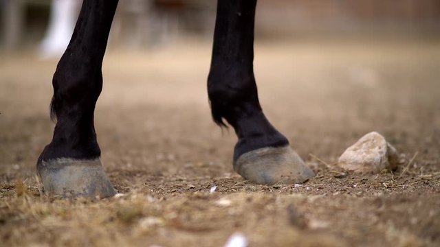 Horse's legs close up kicks out flies while walking