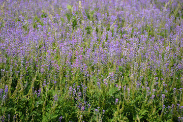 Naklejka premium lavender growing in the field