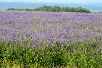Fototapeta premium closeup of a lavender field
