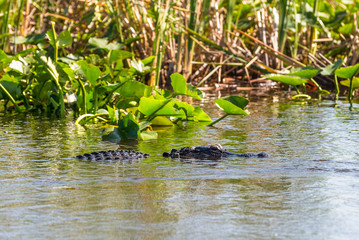 Alligator floating on the water in Everglades National Park, Florida Wetland, USA