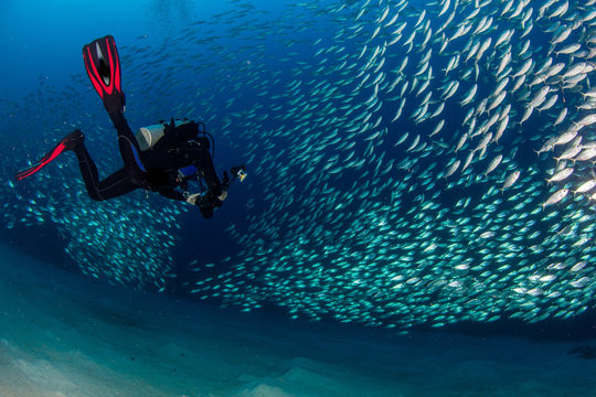 Fish Schools