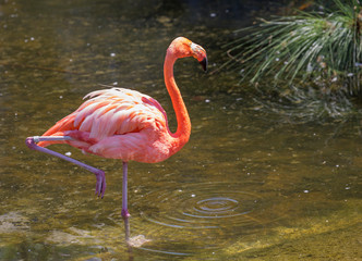 Pink Flamingo. Amazingly beautiful plumage and Regal posture rightfully puts flamingos in the ranks...