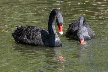 Two black swans with red beaks swim in a pond. One swan has its beak in the water. The sun shines on the feathers