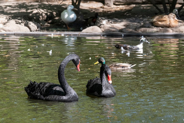 Two black swans with red beaks swim in a pond, the sun shines on the feathers. A duck swims behind the swans