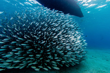 Fototapeta premium Fish Schools