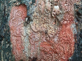 tree bark texture
