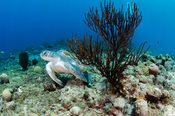 Fototapeta premium Green turtle swimming under blue water