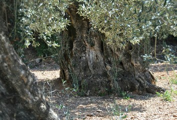 Fototapeta na wymiar old olive tree stump