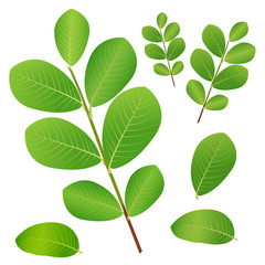 Fototapeta na wymiar Guava Green Leaves and branches vector isolated on white background