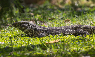 Monitor lizard .
 They are the largest and most highly organized of all modern lizards. They all have a slender and muscular body with well-developed five-toed limbs. Monitor lizards are large and med