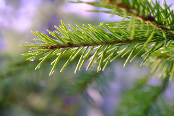 Dew on the needles of a pine, close-up