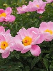 初夏の庭に咲く華やかな芍薬の花