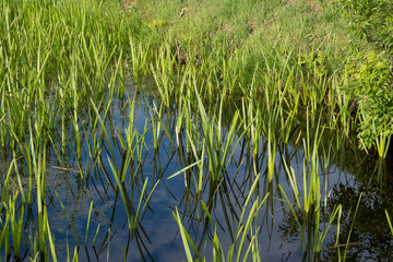 Tranquil landscape at a ditch, grasses and leaves on the edge of the ditch, the blue sky reflected in the water