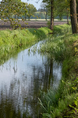 Tranquil landscape at a ditch, grasses and leaves on the edge of the ditch, the blue sky reflected in the water