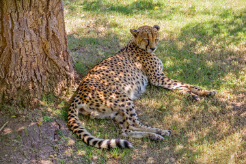 The Cheetah is lying in the shade under a tree.
Cheetah is a predatory mammal of the cat family, which lives in most of Africa, as well as in the middle East. The fastest of all land mammals: it can r