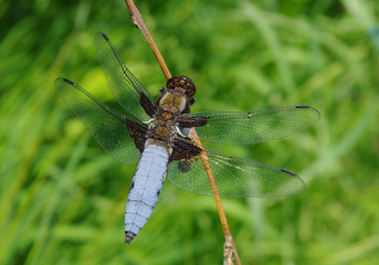 Dragonfly flat sitting on a blade of grass