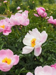 初夏の庭に咲く華やかな芍薬の花