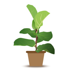 Fiddle Fig Green Tree Green Leaves in pot. Ornamental plant in home, vector isolated on white background