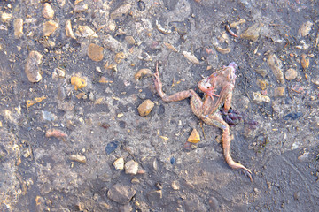 Crushed frog by car on asphalt, top view