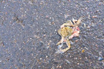 Crushed frog by car on asphalt