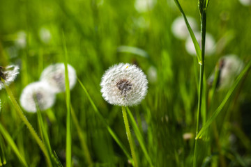 White dandelions on green grass field