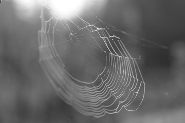 Web in drops of morning dew