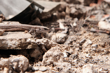 Lizard sitting on a stone, side view