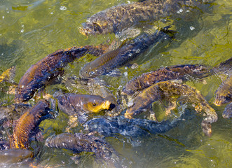 Carp in the lake.
 Carp is found in ponds, large artificial reservoirs, and quickly breeds.