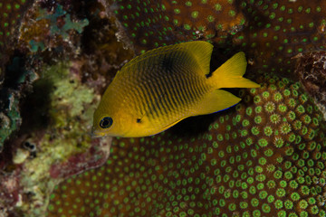 Fish and coral reefs