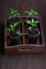 four sprouts of bell pepper in paper pots on wooden background
