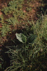 Plants growing near the water. Green natural background.