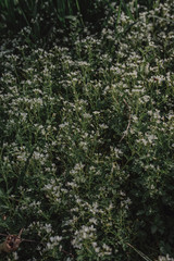 A lot of small white wildflowers. Spring green floral background.
