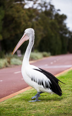 Pelicano en Australia.