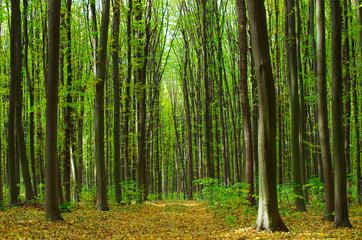 Fototapeta premium Golden autumnal forest with sunbeams