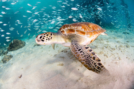 Green turtle swimming under blue water