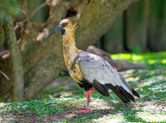 Black-faced ibis.
 It is a South American bird, reaching a length of 71 to 76 cm. the Head, neck and chest are brown, the wings are grey, the belly and tail are black. The legs are dark red.