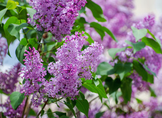 Fototapeta na wymiar Blossom lilac flowers in spring.